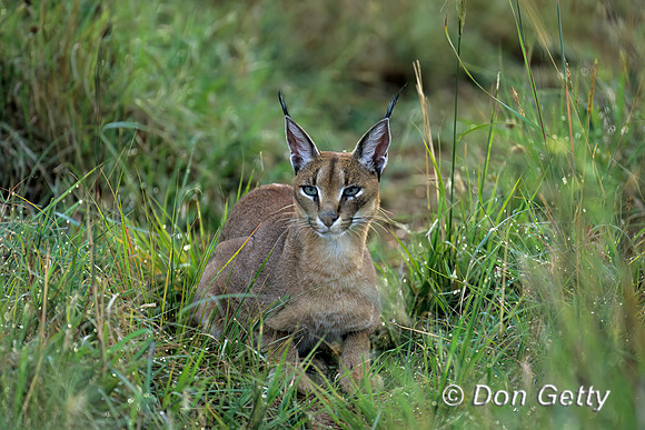 Caracal