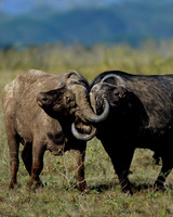 Buffalo