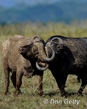 Buffalo
