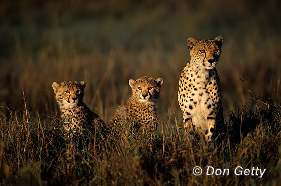 Cheetah