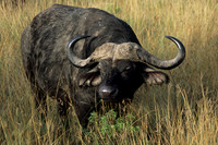 Buffalo