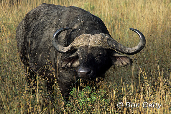 Buffalo