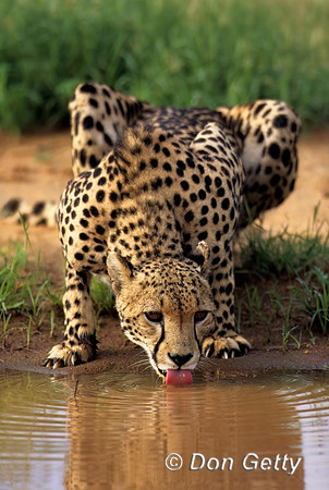 Cheetah