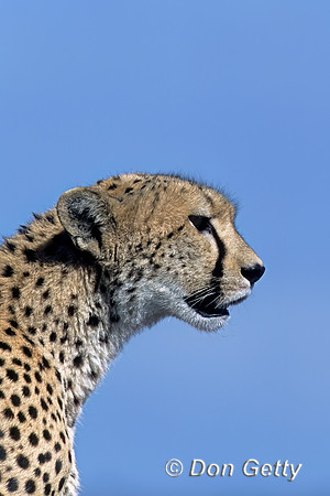 Cheetah