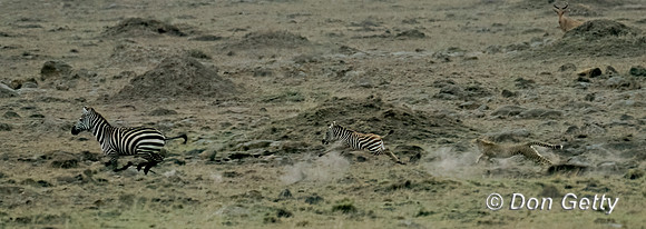 Cheetah