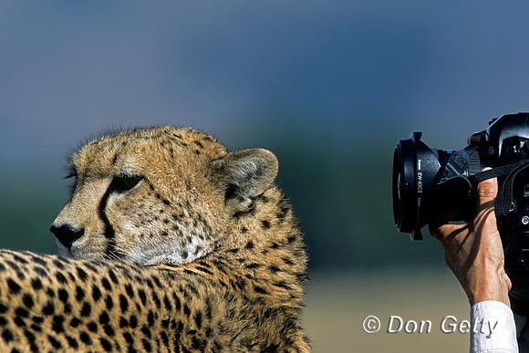 Cheetah