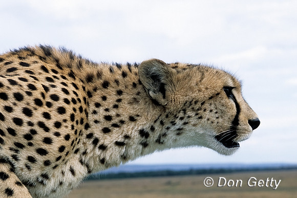 Cheetah