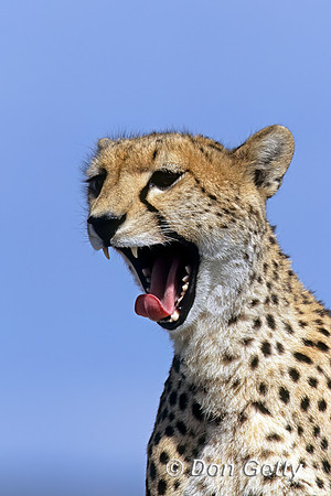 Cheetah