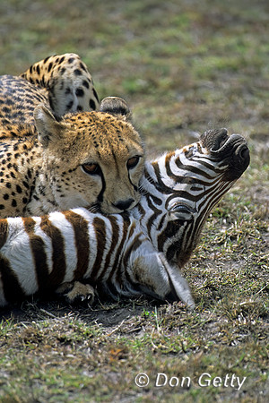 Cheetah