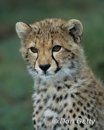 Cheetah