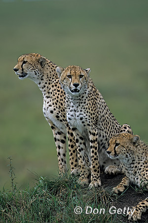 Cheetah