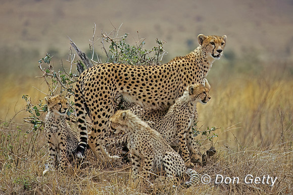 Cheetah