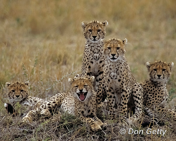Cheetah