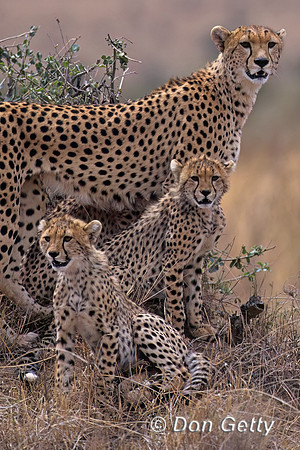Cheetah