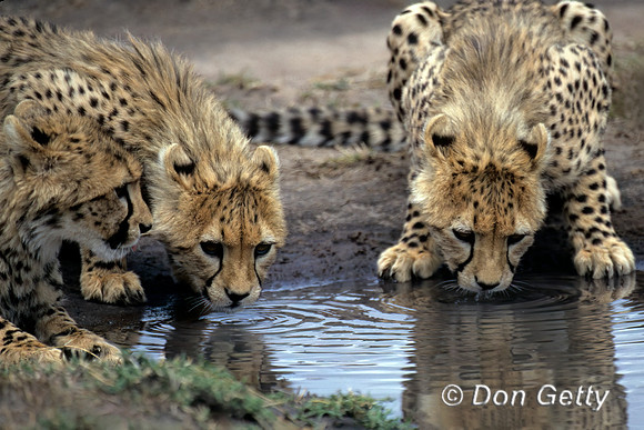 Cheetah