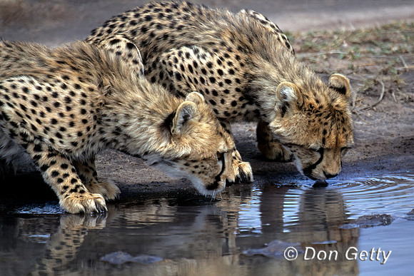Cheetah