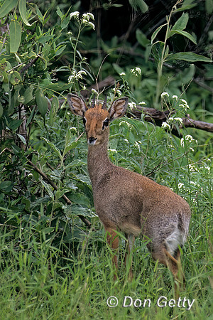 Kirk's Dik-dik