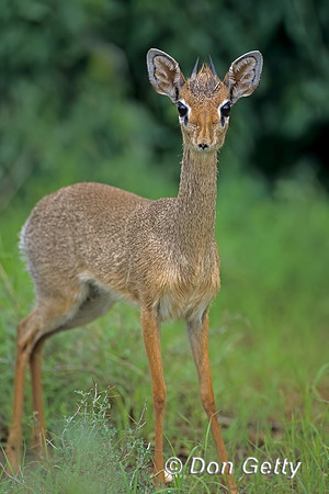 Kirk's Dik-dik