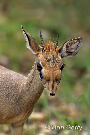 Kirk's Dik-dik