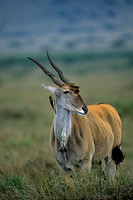 Eland
