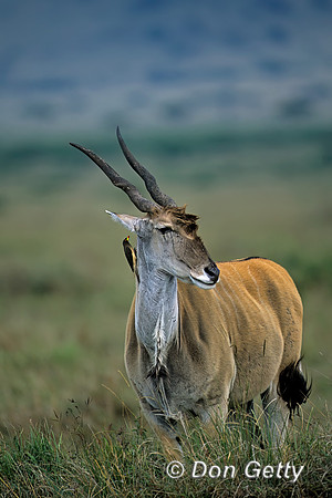 Eland