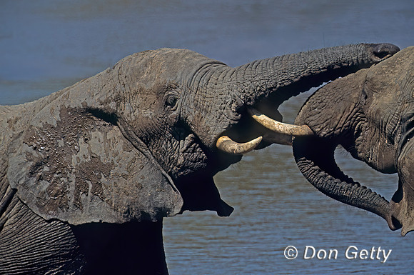 Elephant