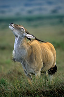 Eland