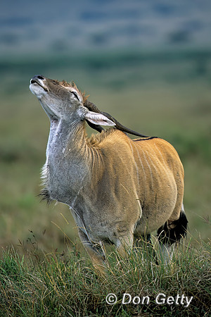 Eland