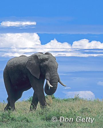 Elephant