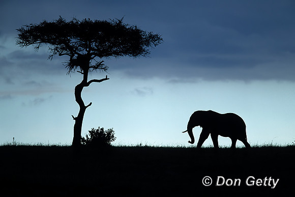 Elephant