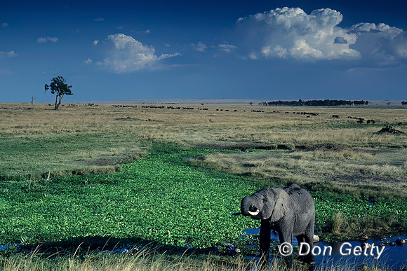 Elephant