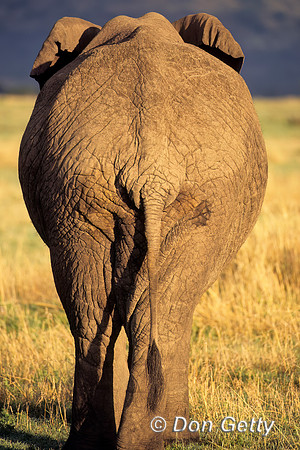 Elephant_SCN022