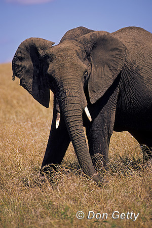 Elephant