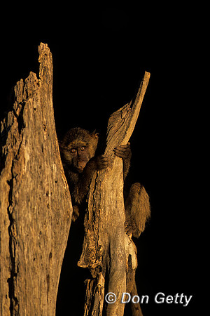 Olive Baboon