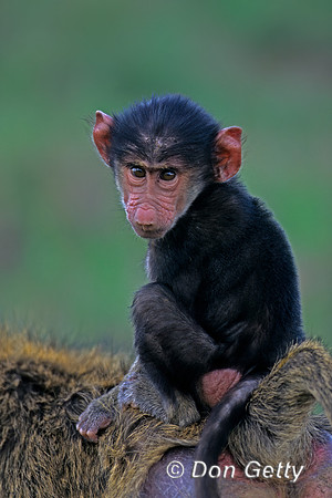 Olive Baboon