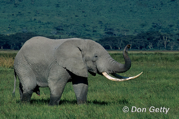 Elephant