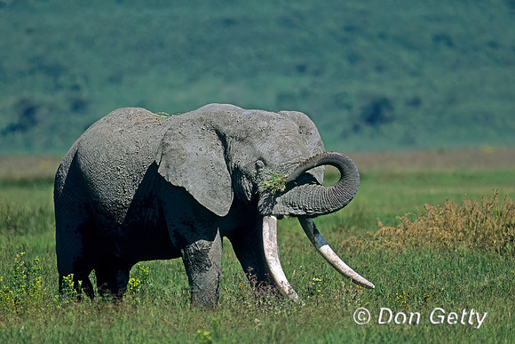 Elephant