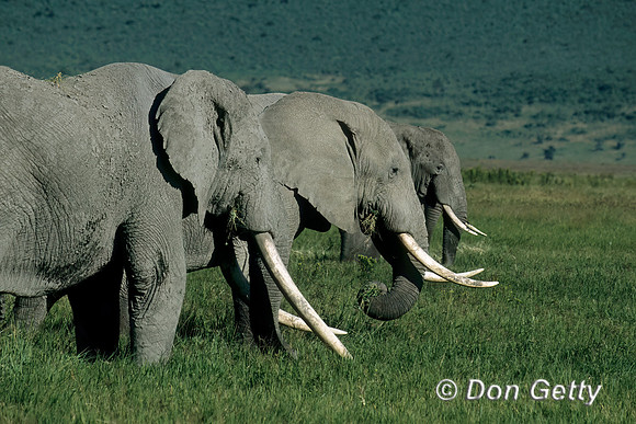 Elephant