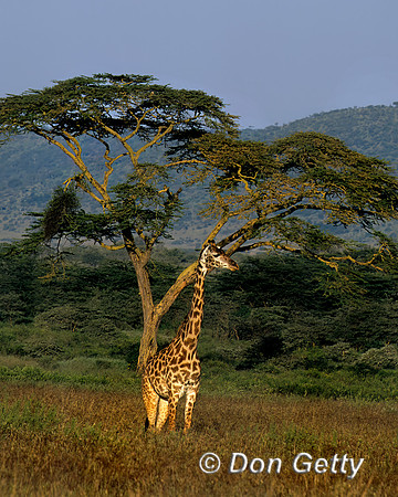Giraffe