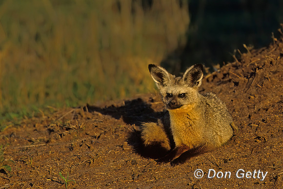 Bat-eared Fox