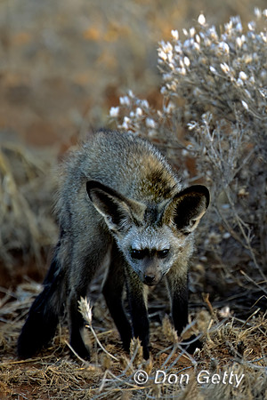 Bat-eared Fox