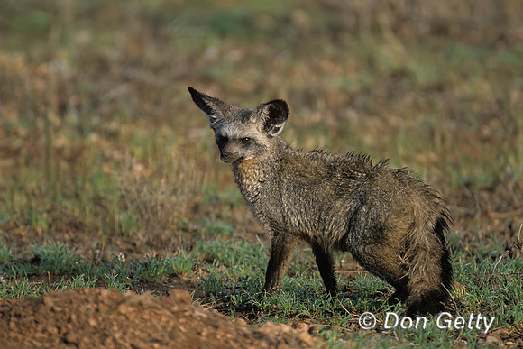 Bat-eared Fox