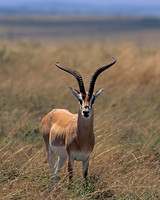 Grants Gazelle