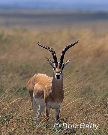 Grants Gazelle