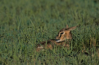 Thomsons Gazelle