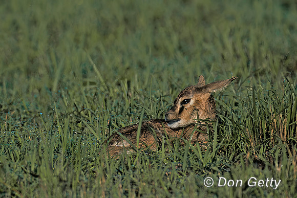 Thomsons Gazelle