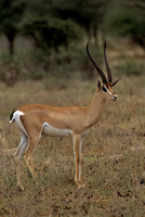 Grants Gazelle