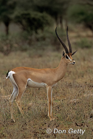 Grants Gazelle