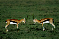 Thomsons Gazelle