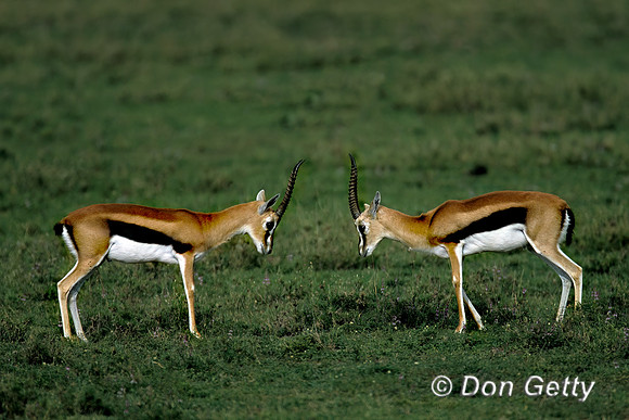 Thomsons Gazelle